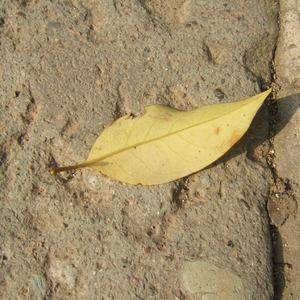 被灌满精子的刘玥张莉
